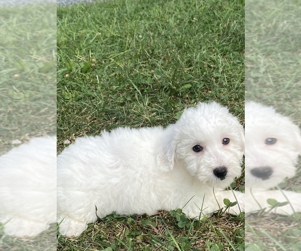 Medium Photo #2 Bichon Frise Puppy For Sale in CANOGA, NY, USA