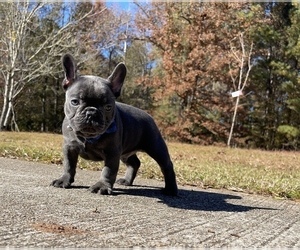 French Bulldog Puppy for sale in LOCUST GROVE, GA, USA