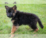 Small #2 German Shepherd Dog