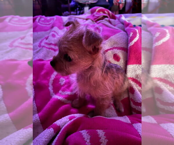 Medium Photo #1 Mutt Puppy For Sale in FITZGERALD, GA, USA