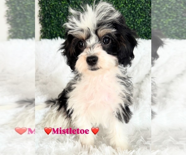 Medium Photo #1 Cavapoo (Miniature) Puppy For Sale in SOUTH ORANGE, NJ, USA