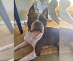 Small #2 Boston Terrier