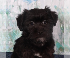 YorkiePoo Puppy for sale in MOUNT VERNON, OH, USA