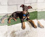 Small #3 Doberman Pinscher Mix