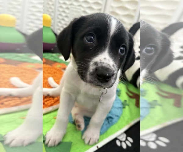 Medium Photo #1 Mutt Puppy For Sale in Holly Springs, NC, USA