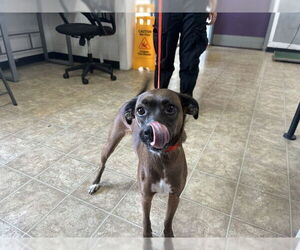 Medium Feist Terrier Mix