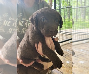 Chesapeake Bay Retriever Puppy for sale in COOKEVILLE, TN, USA