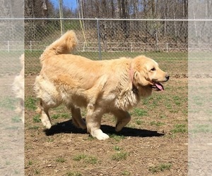 Mother of the Golden Cocker Retriever puppies born on 11/21/2019