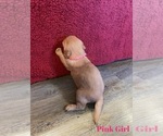 Small Photo #7 Golden Retriever Puppy For Sale in GIRARD, KS, USA