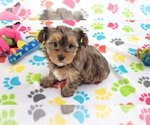 Small #7 Yorkshire Terrier