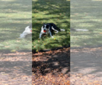 Small #1 Border Collie Mix