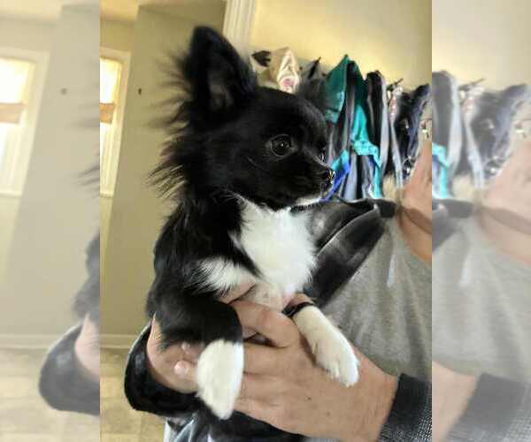 Medium Photo #2 Chihuahua Puppy For Sale in NEWVILLE, PA, USA