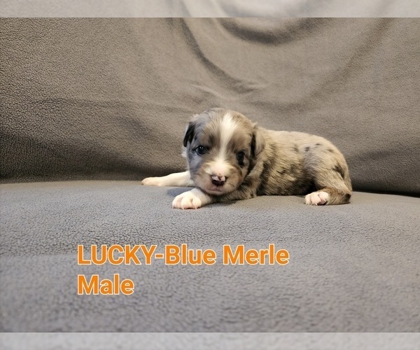 Medium Photo #10 Miniature Australian Shepherd Puppy For Sale in ORRTANNA, PA, USA