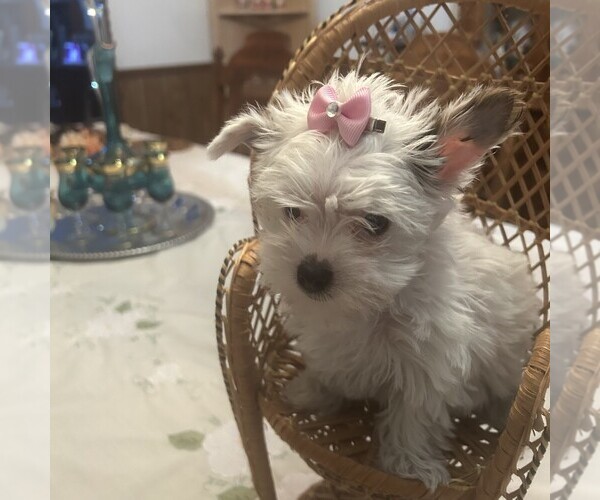 Medium Photo #1 Yorkshire Terrier Puppy For Sale in NEWNAN, GA, USA