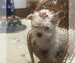 Small Yorkshire Terrier