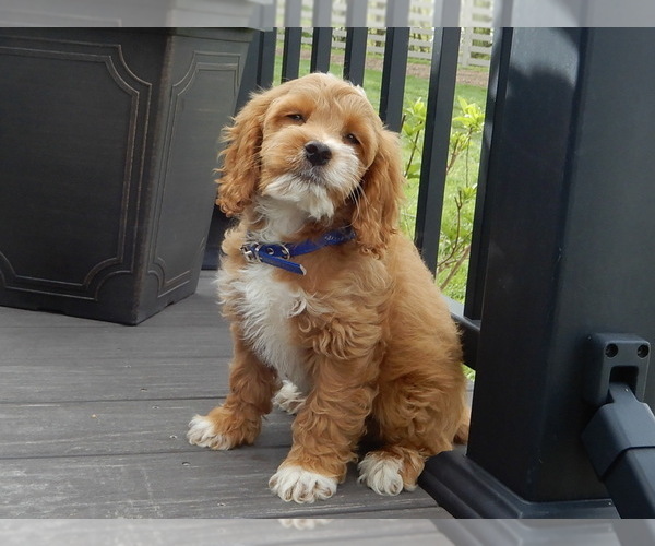 Medium Photo #2 Cockapoo Puppy For Sale in MILLERSBURG, OH, USA