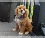Small #1 Cockapoo
