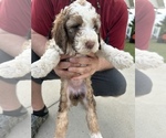 Puppy Puppy 2 Poodle (Standard)