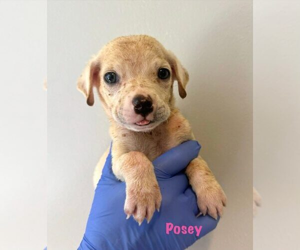 Medium Photo #1 Chihuahua-Unknown Mix Puppy For Sale in New York, NY, USA