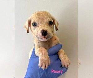 Chihuahua-Unknown Mix Dogs for adoption in New York, NY, USA