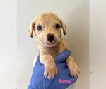 Small Chihuahua Mix