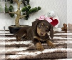 Small #1 Dachshund