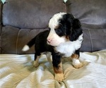 Small #9 Bernedoodle (Miniature)