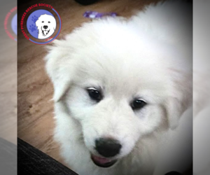 Great Pyrenees Dogs for adoption in Spring, TX, USA
