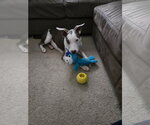 Small Photo #7 Unknown-Whippet Mix Puppy For Sale in Virginia Beach, VA, USA