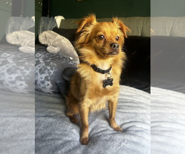 Medium Photo #1 Chihuahua Puppy For Sale in Menifee, CA, USA