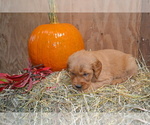 Puppy Bambi Golden Retriever