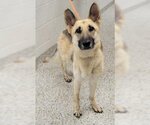 Small Photo #7 German Shepherd Dog-Unknown Mix Puppy For Sale in Kansas City, MO, USA