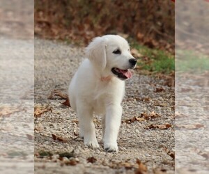 English Cream Golden Retriever Litter for sale in LANCASTER, WI, USA