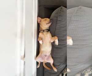 Breadstick - Male Chiweenie Dog for Adoption - Photo #7