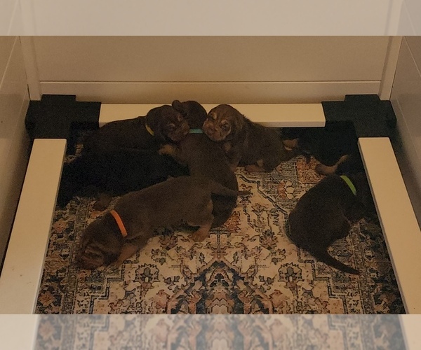 Medium Photo #3 Bloodhound Puppy For Sale in ALTAMONT, KS, USA