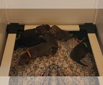 Small #2 Bloodhound