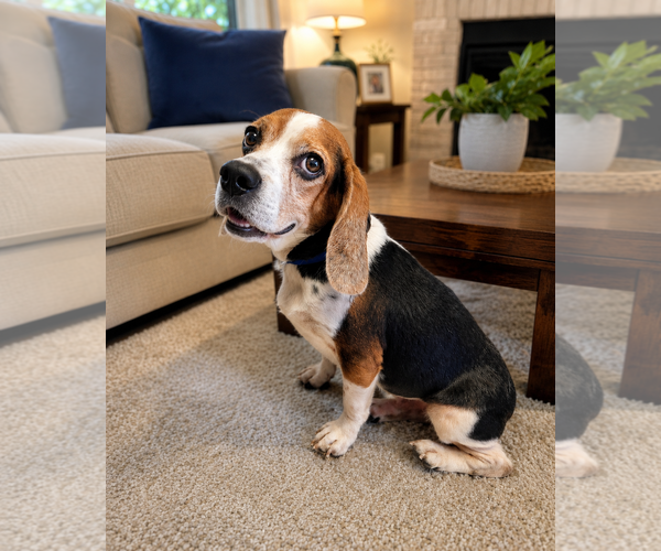 Medium Photo #5 Beagle Puppy For Sale in Dunnellon, FL, USA