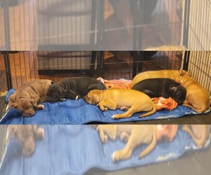American Bully-Cane Corso Mix Puppy for sale in TIVERTON, RI, USA