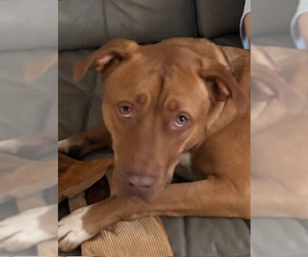 Medium Photo #14 American Pit Bull Terrier-Unknown Mix Puppy For Sale in Brewster, NY, USA