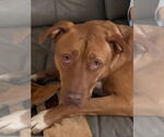 Small #13 American Pit Bull Terrier Mix