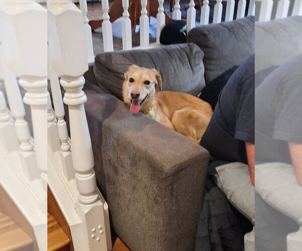 Medium Photo #3 Labrador Retriever-Unknown Mix Puppy For Sale in Calgary, Alberta, Canada