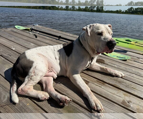 Medium Photo #3 American Pit Bull Terrier-Unknown Mix Puppy For Sale in Germantown, OH, USA