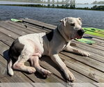 Small #2 American Pit Bull Terrier Mix