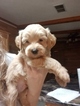 Small Photo #5 Maltipoo Puppy For Sale in CEDAR HILL, MO, USA