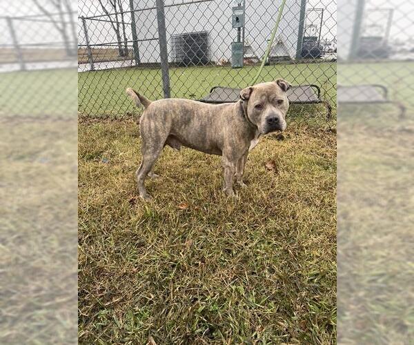 Medium Photo #2 American Staffordshire Terrier-Unknown Mix Puppy For Sale in Pasadena, TX, USA