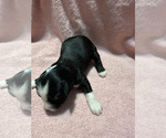 Small Photo #4 Miniature Australian Shepherd Puppy For Sale in VANCOUVER, WA, USA
