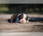 Puppy Moby Border Collie