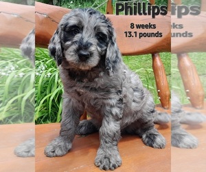 Labradoodle Puppy for sale in MILLVILLE, MN, USA