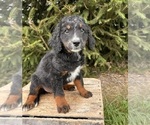 Small #1 Bernedoodle (Miniature)