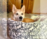 Small #2 Shiba Inu Mix